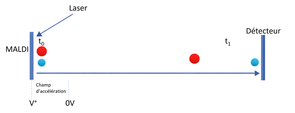 Time of light mass analyseur