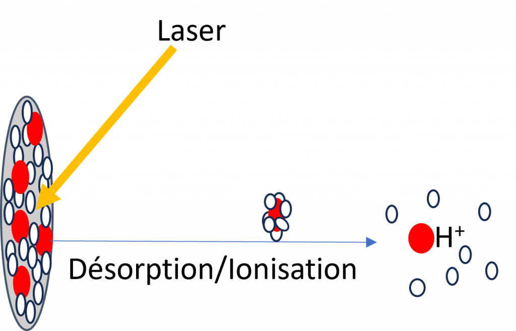 Matrice assisté laser désorption ionisation