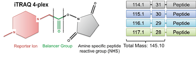 Structure d'une molécule utilisée pour Itraq