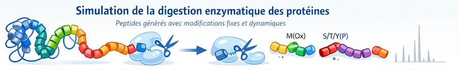 Simulation digestion enzymatique