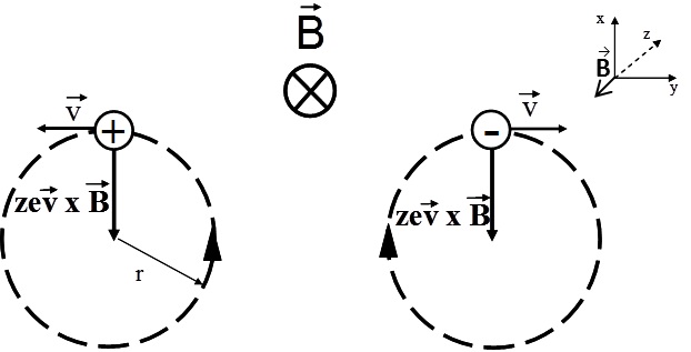 Mouvement cyclotronique des ions positifs et négatifs dans un champ magnétique (modifié à partir de schéma publié par Marshall (79)).